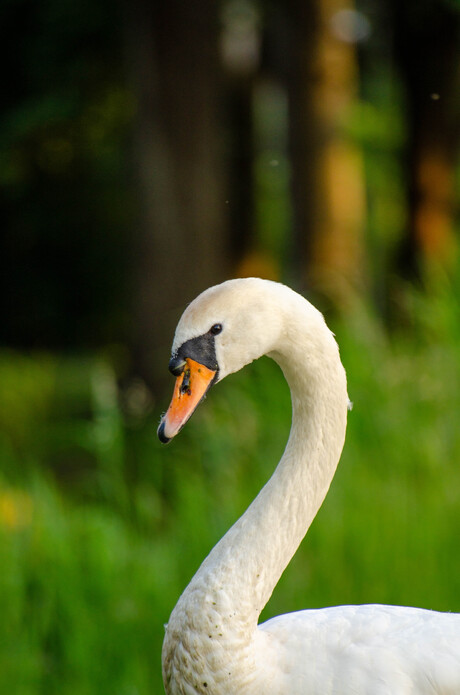 Portret Zwaan