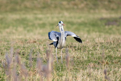Reiger oefent voor het tv programma Maestro.