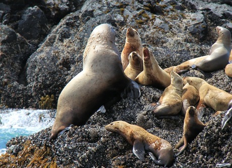 Zeeleeuwen, Vancouver Island, Canada, Zeeleeuw