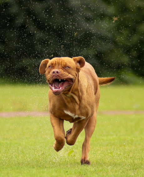 Bordeauxdog in volle snelheid!