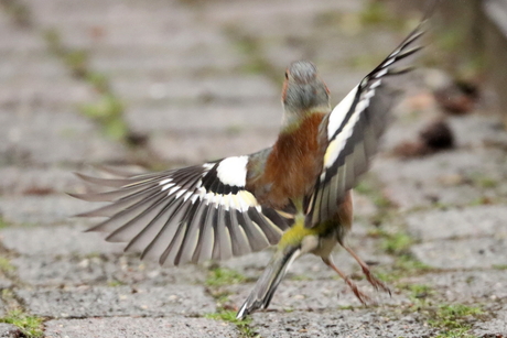 Vink (man) in vlucht