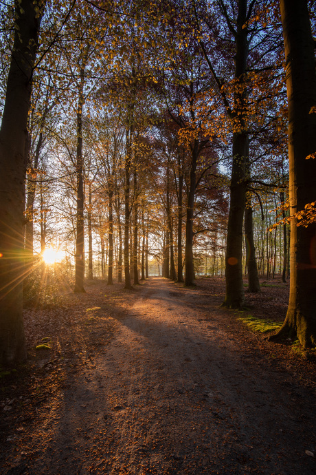 Zonsopkomst door de bomen