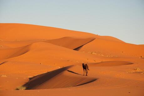 Eenzame dromedaris in de woestijn