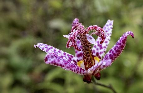 Tricyrtis