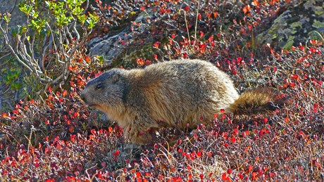 Alpenmarmot tussen de  herfstkleuren