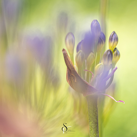 Agapanthus