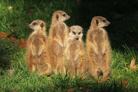 Stokstaartjes in dierentuin Burger's Zoo, Arnhem