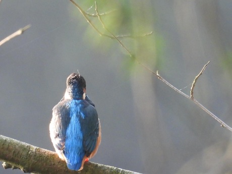 Deze ijsvogel zat lekker te genieten van het zonnetje 