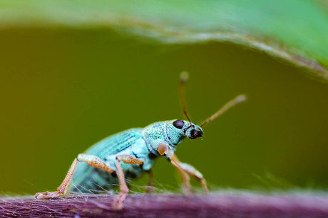 groene beukensnuitkever