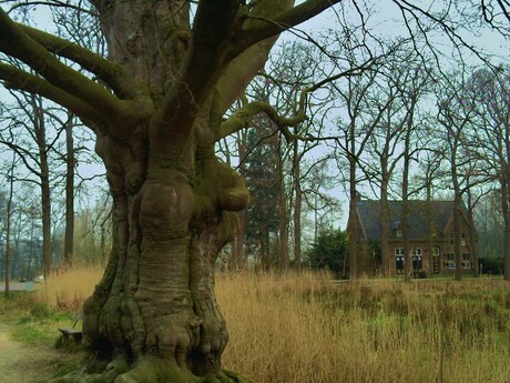 Oude boom bij Heeswijk Kasteel