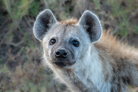 Hyena