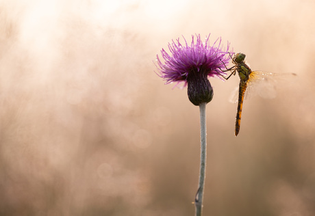 dragonfly