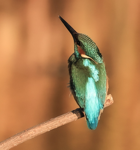 Ijsvogel in herfstkleur