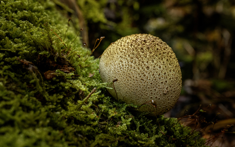 ‘Gouden’ bovist 