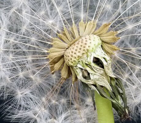 Close-up uitgebloeide paardenbloem