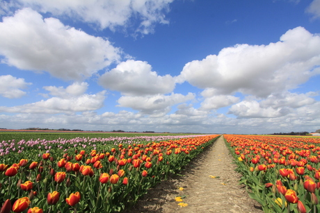 Tulpen veld