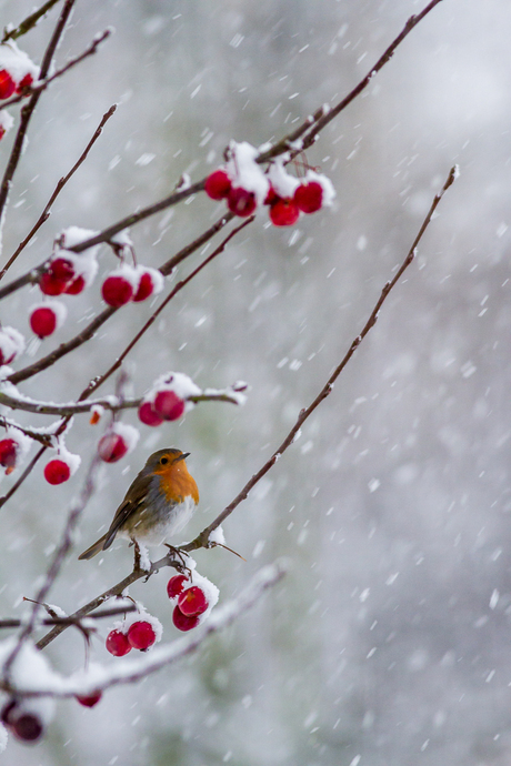 Roodborst