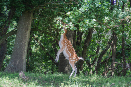 Acrobatiek