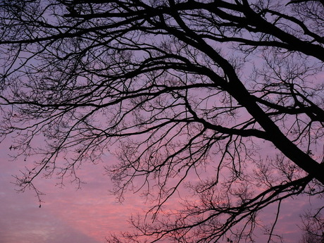 The old hanging tree