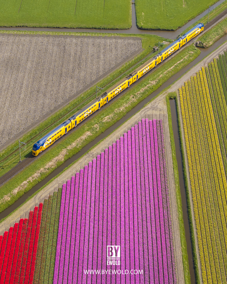 Embark on the ultimate train journey through the vibrant tulip fields.🌷🇳🇱