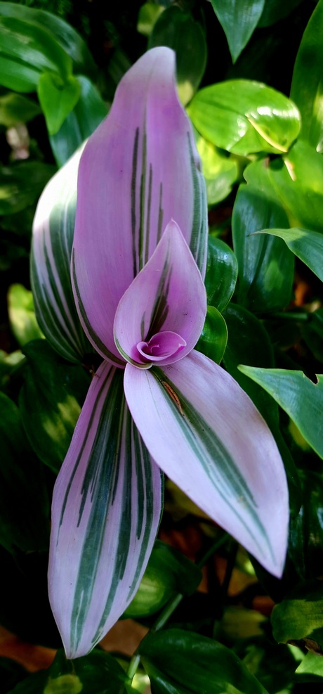 Vaderplant