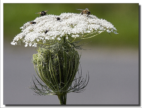 het verhaal van de bloemetjes en de bijtjes
