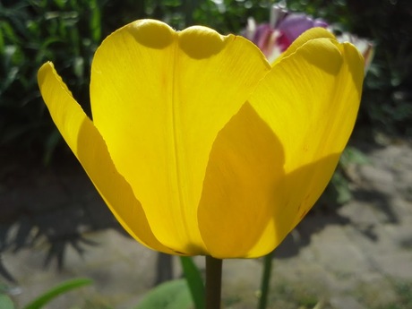 Tulp in de zon