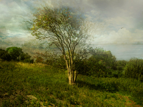 Boom aan het Markermeer