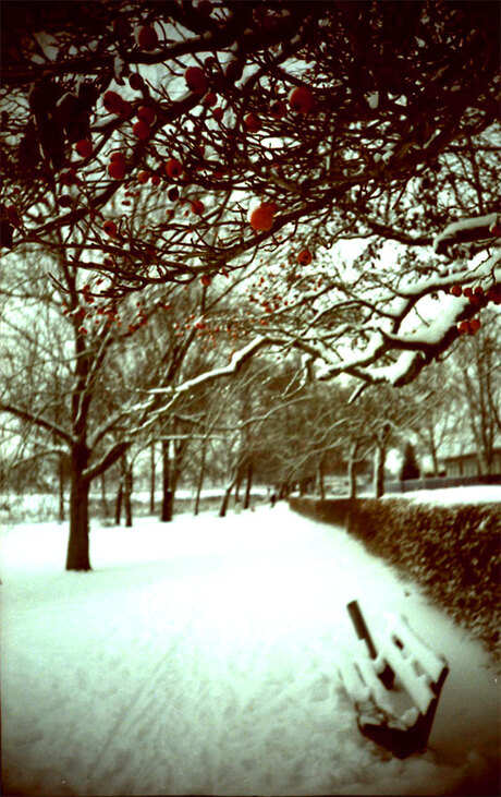Red cherry in the snow