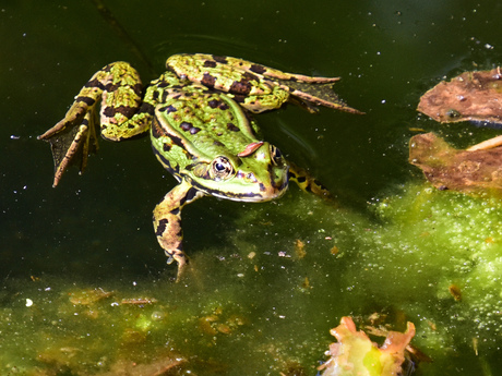 Groene kikker 