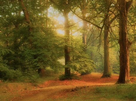Gouden Ochtend in het Bos