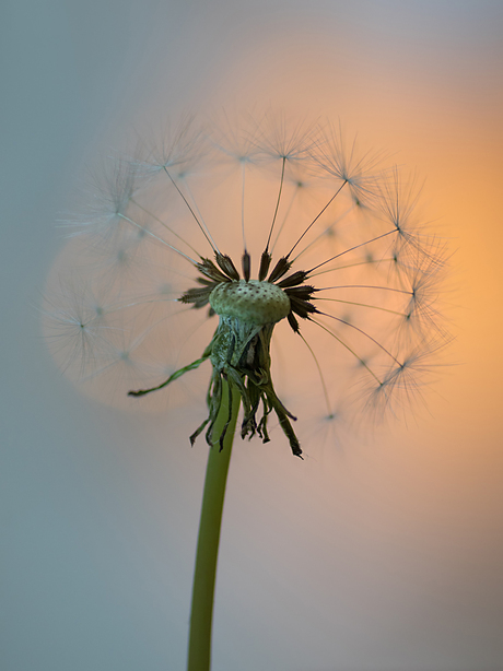 Paardenbloem