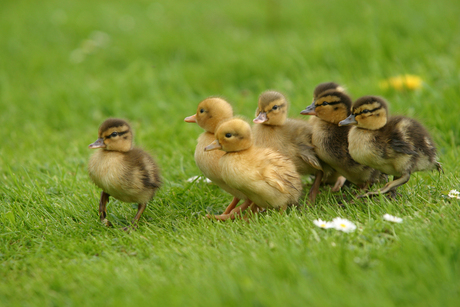 Jonge eendjes: follow me!