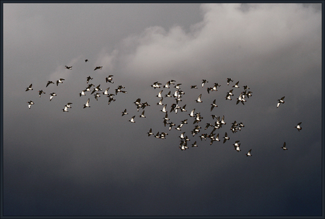 Vlucht scholeksters