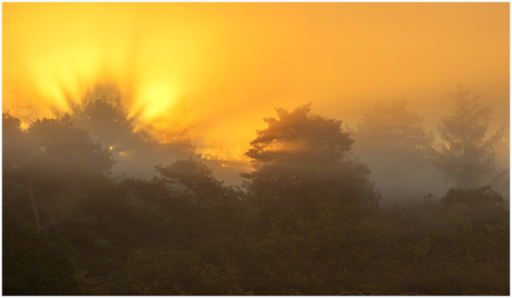 Zonsopkomst in het bos.