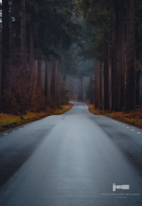 Weg door het Speulderbos 