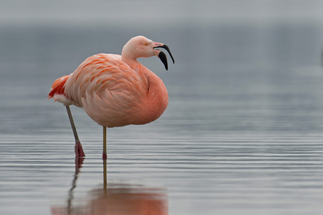 Chileense Flamingo