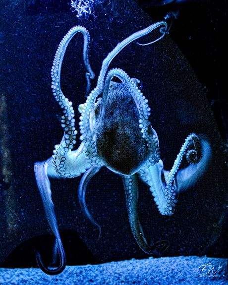 Octopus