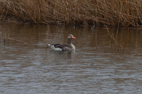 grauwe gans