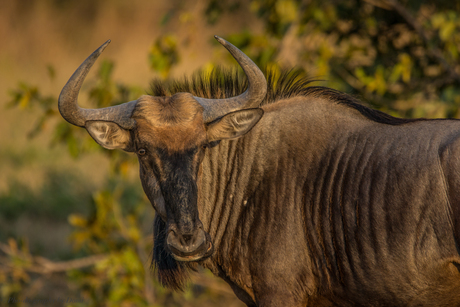 Wildebeest