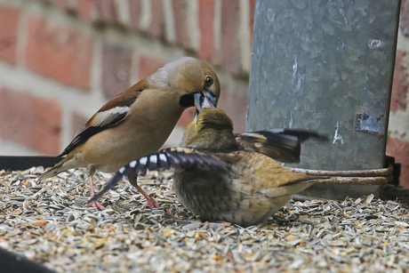 Appelvink met jong op de voederplank