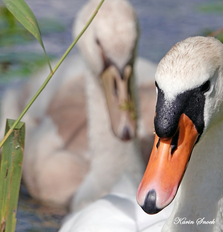 "Just swimming around..."