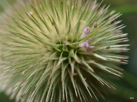 kaardebol