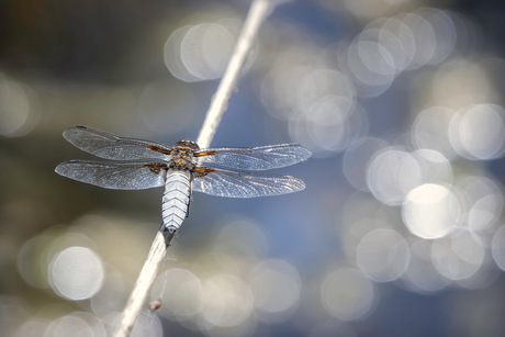 De eerste libelle in onze tuin