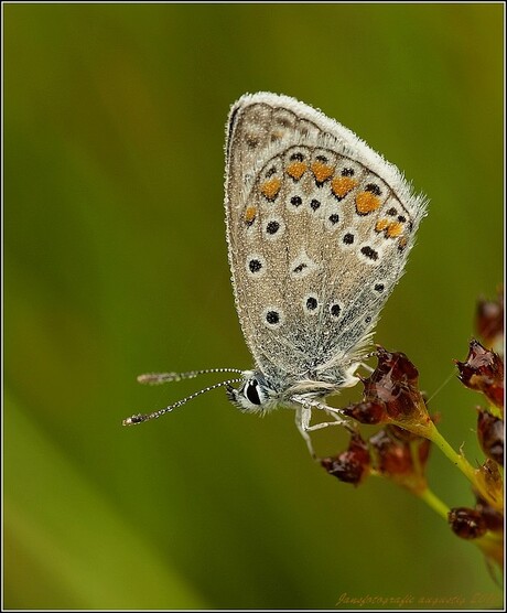 icarusblauwtje (Polyommatus icarus)met druppels