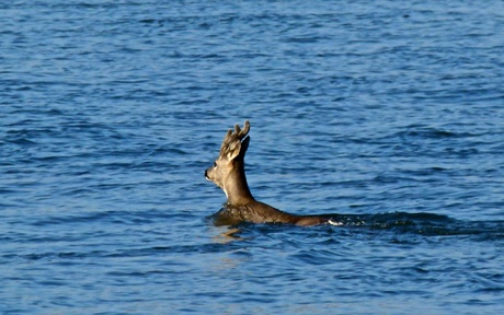 Jonge reebok zwemt de IJssel over