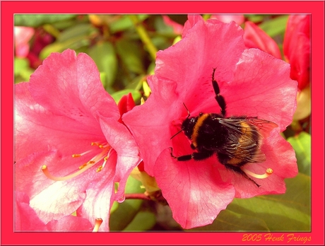 Hommel