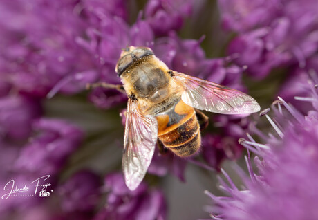 Bloemetjes En de bijtjes