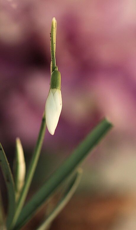 sneeuwklokje