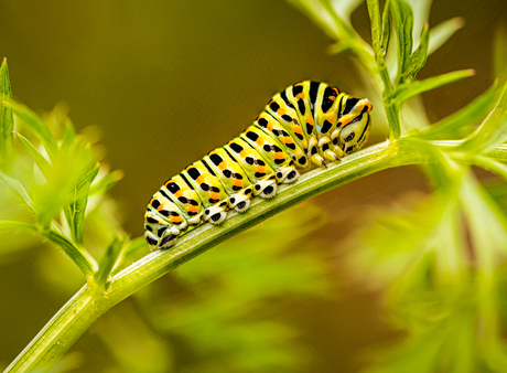 rups van de koninginnepage